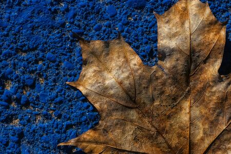 large dry autumn maple leaf on a blue concreteの写真素材