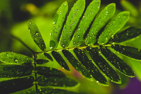 Proffesional Macro Photography of Mimosa pudica, also called sensitive plant, sleepy plant, action plant.の写真素材