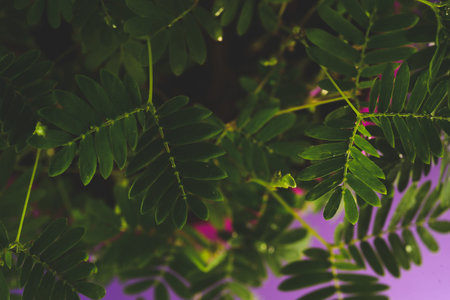 Proffesional Macro Photography of Mimosa pudica, also called sensitive plant, sleepy plant, action...