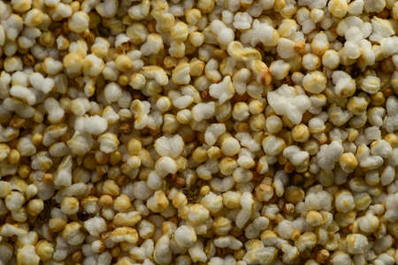 Macro Photography of Amaranth, selective focusの写真素材
