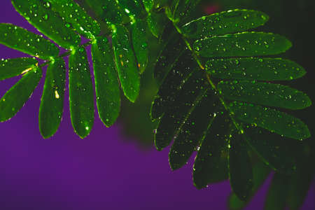 Proffesional Macro Photography of Mimosa pudica, also called sensitive plant, sleepy plant, action plant.の写真素材