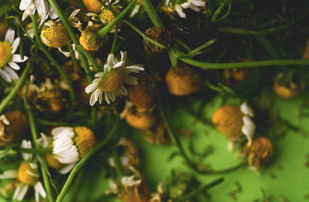 Beautiful Macro close up of chamomile Flowers / plant