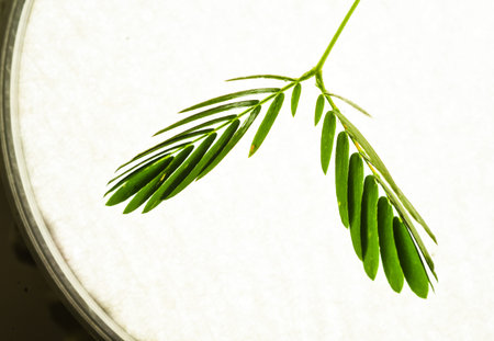 Proffesional Macro Photography of Mimosa pudica, also called sensitive plant, sleepy plant, action...