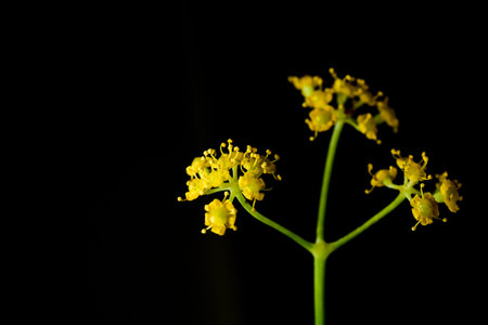 Proffesional Studio Macro close up photograph of tinny Yellow Dill plant flowers