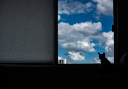 Portrait of the silhouette of a cat looking through the window