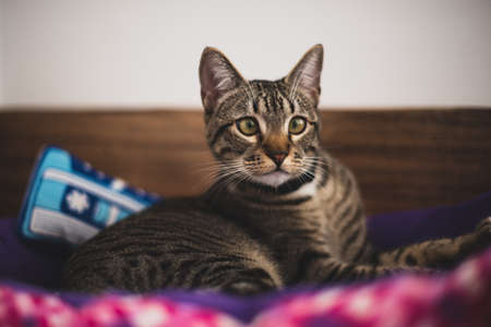 close up portrait of a pretty kitten lying in her bedの写真素材
