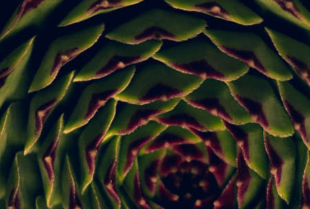 Abstract Macro close up portrait of succulent plant, studio lighting, selective focusの写真素材