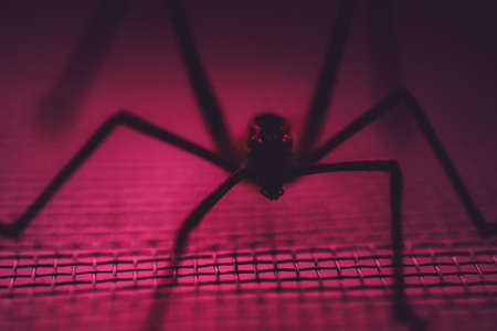 arachnophobia concept, selective focus, pinkの写真素材