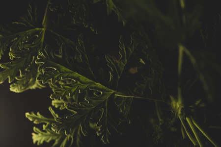 Macro close up portrait of Citronella plant leave, studio lighting, selective focusの写真素材