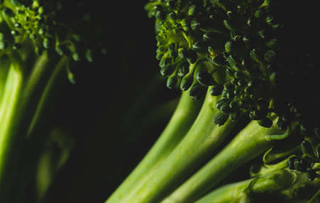 Organic Broccoli Macro close up, selective focusの写真素材
