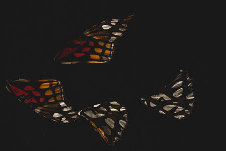macro close up of butterfly wings, selective focus