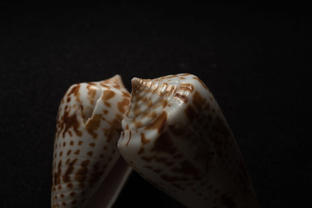 Cone Shell Macro close up, selective focus