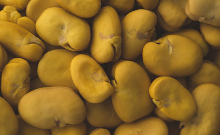 Raw Yellow Broad bean macro close up, selective focus