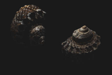 snail sea shell macro close up selective focusの写真素材