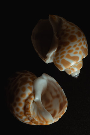 Babylon Snail shell Macro close up, selective focusの写真素材