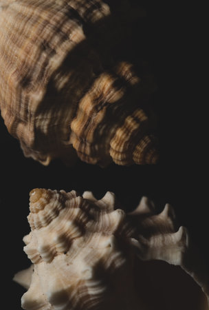 interesting small Snail seashell Macro close up, selective focus