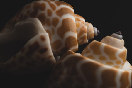 Babylon Snail shell Macro close up, selective focus