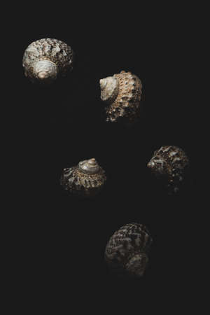 snail sea shell macro close up selective focusの写真素材