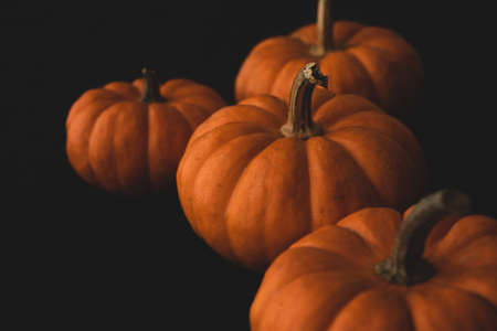 jack be little Pumpkin macro close up selective focusの写真素材