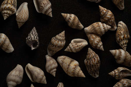 Nassa Gastropods shells Macro close up, selective focusの写真素材