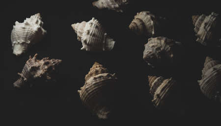 interesting small Snail seashell Macro close up, selective focusの写真素材