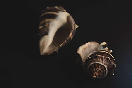 Snail seashell Macro close up, selective focusの写真素材