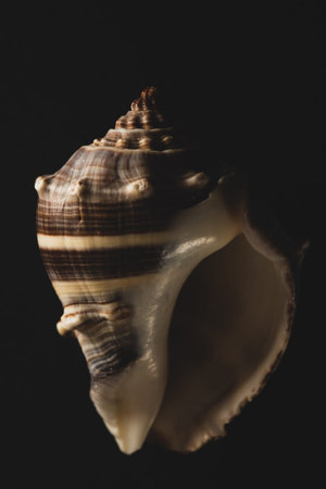 Snail seashell Macro close up, selective focus