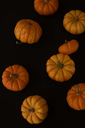 jack be little Pumpkin macro close up selective focusの写真素材
