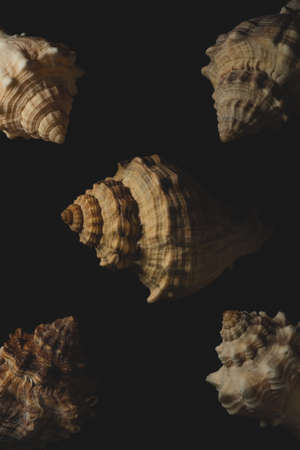 interesting small Snail seashell Macro close up, selective focusの写真素材