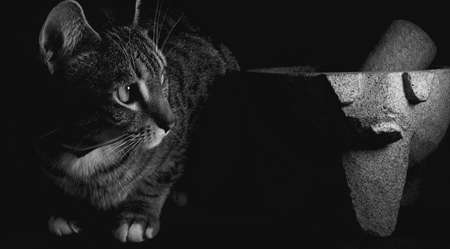 Traditional Mexican Molcajete next to a cat close up, selective focusの写真素材