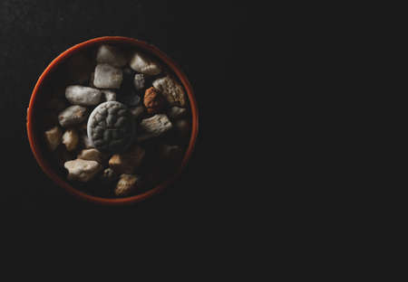 Lithops succulent plant macro close up, selective focusの写真素材
