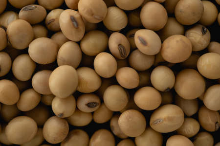 Organic Soybean macro close up, selective focusの写真素材