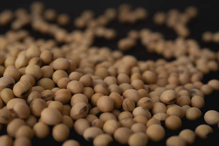 Organic Soybean macro close up, selective focusの写真素材