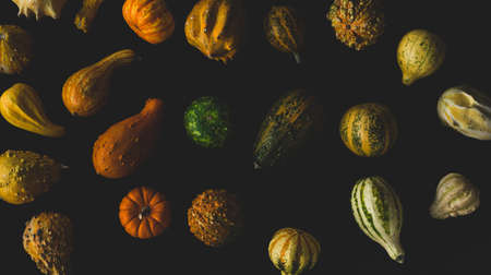 Many Different kinds of pumpkins close up, selective focusの写真素材