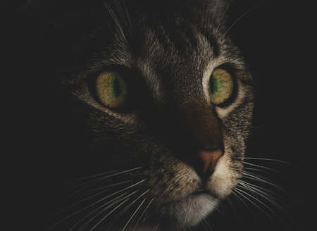 Cat / Kitten Face macro close up, selective focus, low keyの写真素材