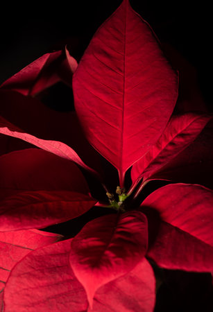 Professional macro close up of beautiful red poinsettia nochebuena flower, christmas holydaysの写真素材