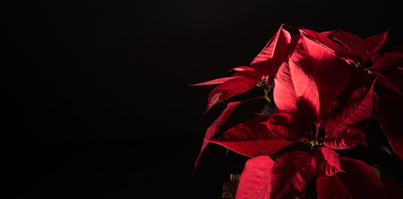 Professional macro close up of beautiful red poinsettia nochebuena flower, christmas holydays