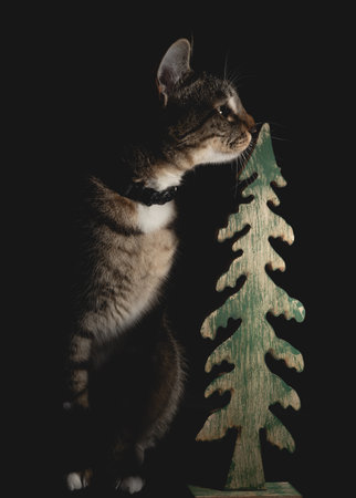 Dark Portrait of a cat next to a wooden Christmas tree decorationの写真素材