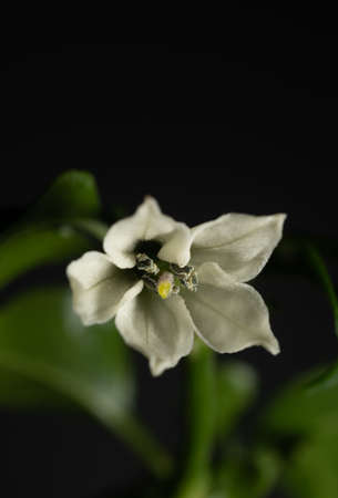 macro close up flower of serrano chili pepper plant on black backgroundの写真素材