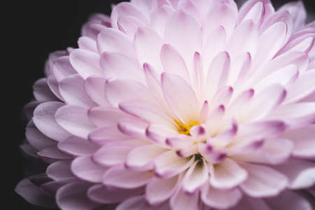 macro close up portrait of puerple Chrysanthemums. sometimes called mums or chrysanthsの写真素材