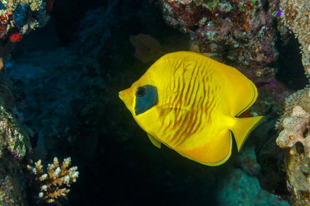 Epinephelus. Fishes of the red sea.の写真素材