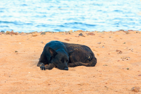Dogs relax on the beach.の写真素材