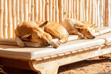 Dogs relax on the private beach.の写真素材