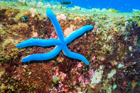 Blue starfish on the coral wall. The Island Of Mindoro. Philippines.の写真素材