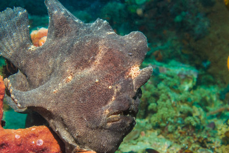 Frogfish on coral. The Island Of Mindoro. Philippines.の写真素材