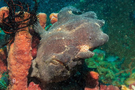 Frogfish on coral. The Island Of Mindoro. Philippines.