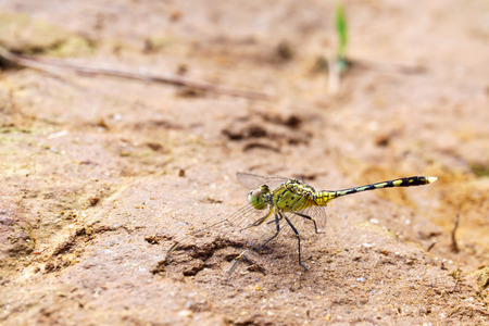 Dragonfly resting on the ground. The Province Of Xiangkhoang. Laos.の写真素材