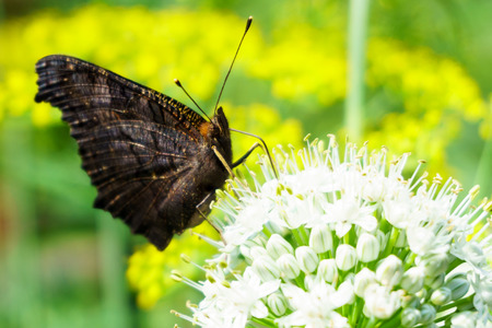 Butterfly on a flowering onion.の写真素材
