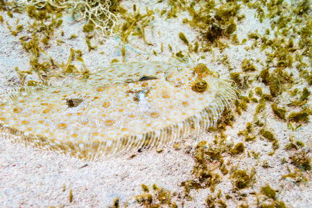 Flounder on the sandy bottom of the red sea.