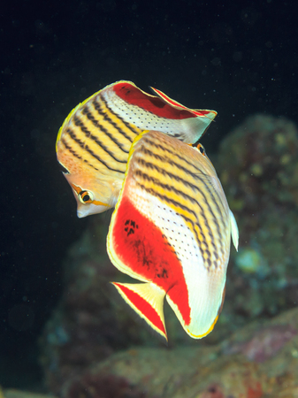 Crown batterflyfish. Fish of the red sea.の写真素材
